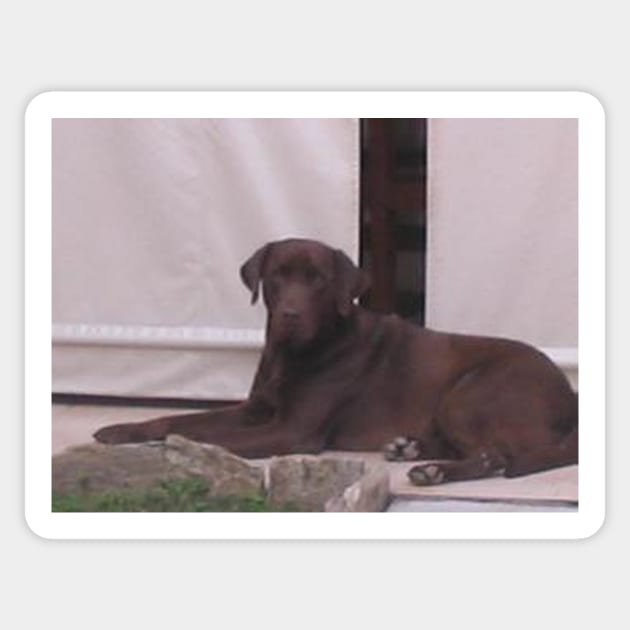 Labrador Retriever Chocolate laying Sticker by Wanderingangel